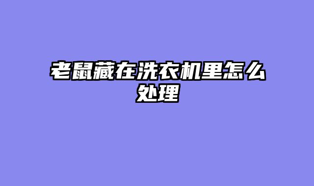 老鼠藏在洗衣机里怎么处理