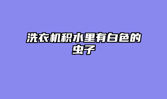 洗衣机积水里有白色的虫子